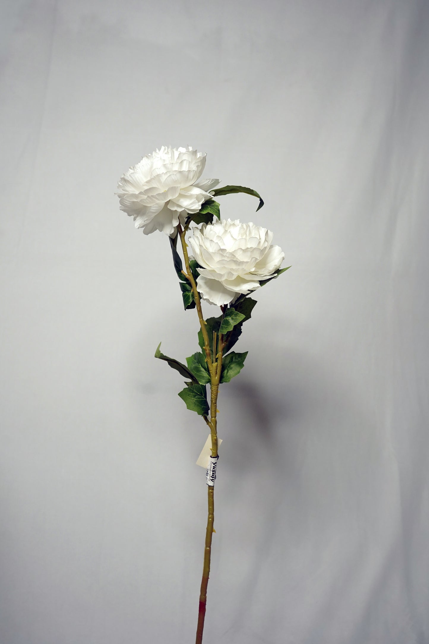 Pure White Peony Stem