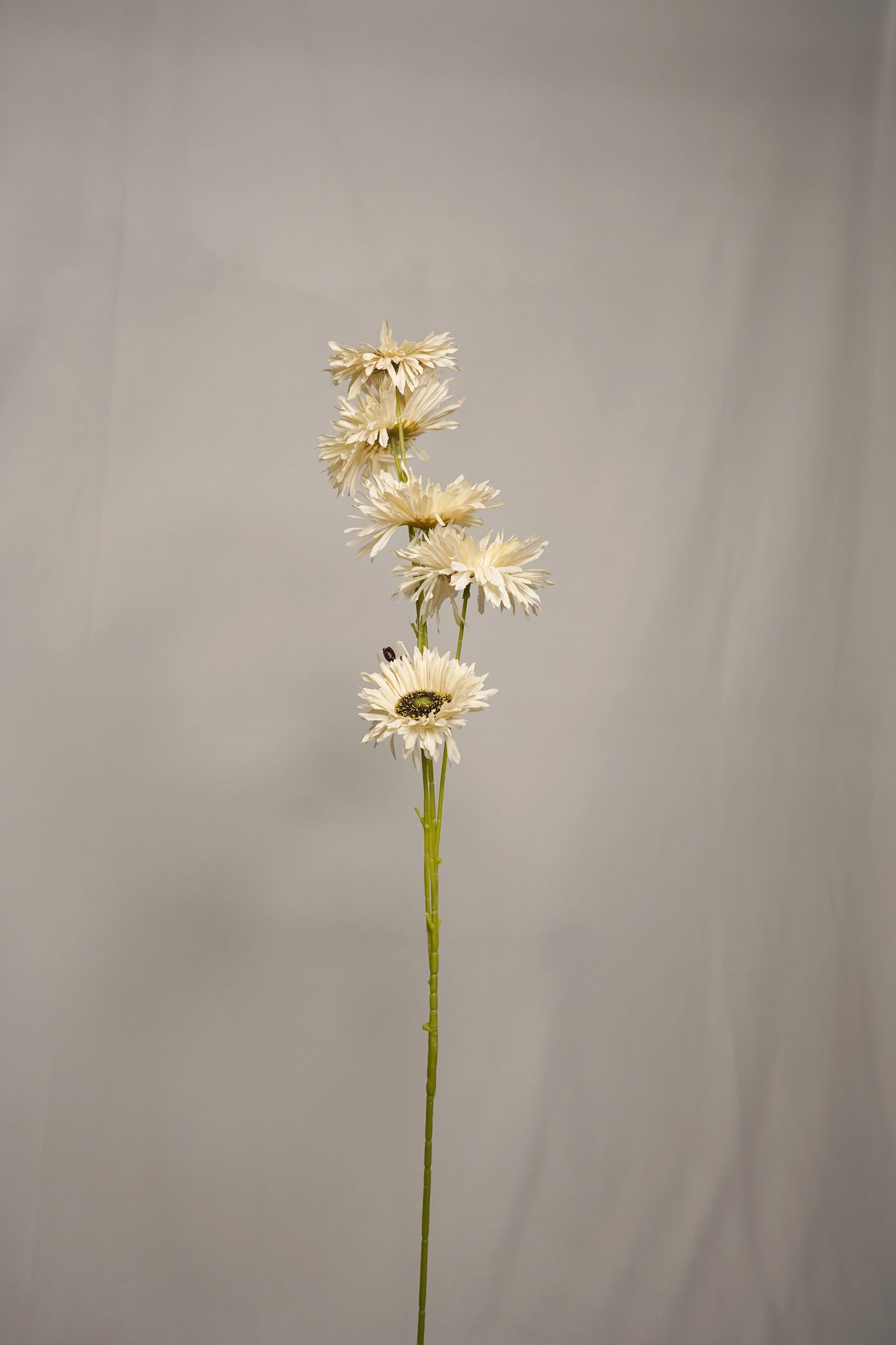 Ivory Gerbera Daisy Faux Stick