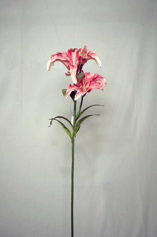 Elegant Pink Lily Stem