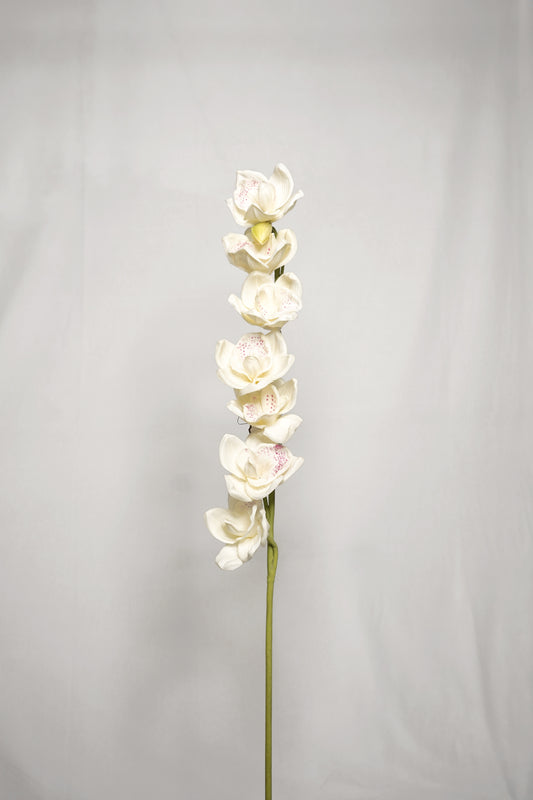 Elegant White Orchid Stem
